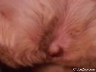 Exploration of a dog's pussy for your pleasure