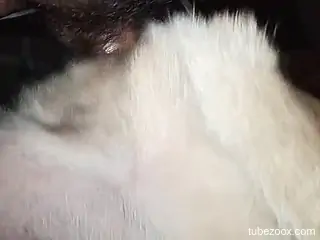 Horny zoophile is banging his dog's wet cunt
