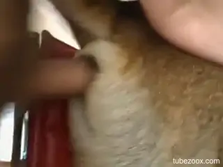 Horny dude is fucking his dog's warm cunt