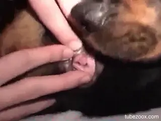 Horny zoophile is fucking his dog's cunt