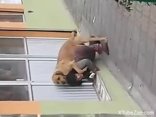 Public zoophilia fuck with a dog on the street