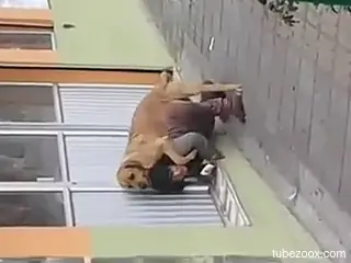Public zoophilia fuck with a dog on the street