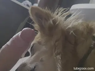 Perverted dude is enjoying dog's blowjob