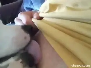 Horny diva lets her dog lick her wet pussy
