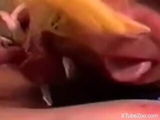 Solo girl knows how to pleasure her animal