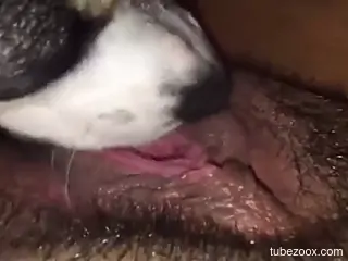 Hot POV scene of dog licking wet pussy