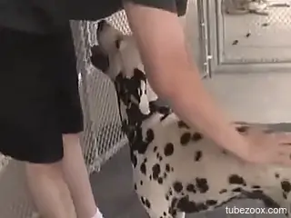101 dalmations dog gets fucked by man