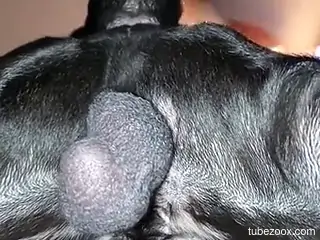 Lots of bestiality fun as animal gets fucked