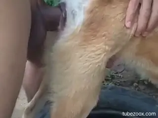 Dog's tight hole gets nailed by a zoophile