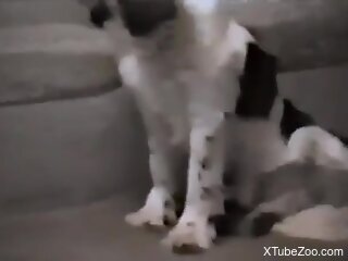 Black-spotted big dog is having zoo sex with a slut