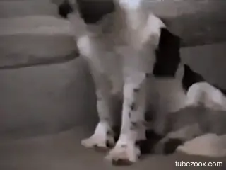 Black-spotted big dog is having zoo sex with a slut