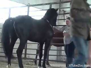 Naughty whore is having zoo sex in the stables
