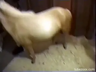 White pony is enjoying the rough zoo porn