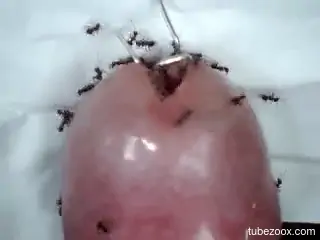 Zoophile is organizing bestiality with ants