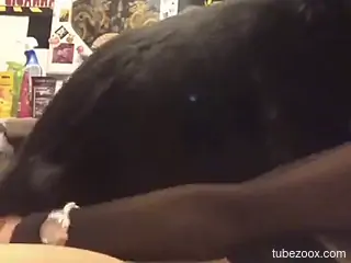 Tattooed chick is having zoo sex on the bed