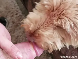 Furry doggie is craving for oral zoo sex