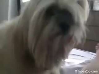 Small dog licks the man's huge penis in excellent manners