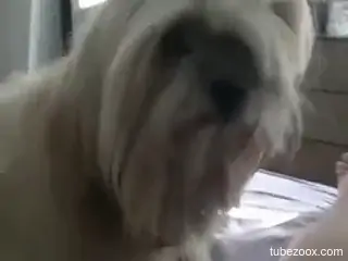 Small dog licks the man's huge penis in excellent manners