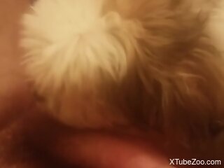 Man fucks furry little dog in merciless rounds and comes in it