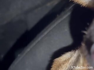 Amateur man likes to finger fuck his dog in a slutty manner