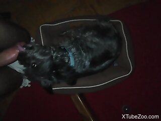 Curious dog licks owner's big dick when he masturbates