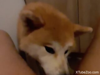 Akita dog licks woman's wet clit while she masturbates