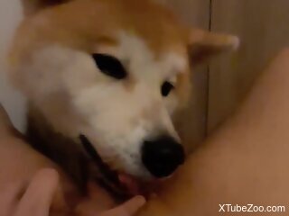Akita dog licks woman's wet clit while she masturbates