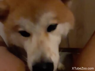 Akita dog licks woman's wet clit while she masturbates