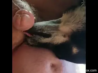 Dog licks owner's cock and ass until the guy comes big time