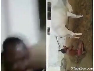 Black guy wants to fuck the cow and plans on his next move