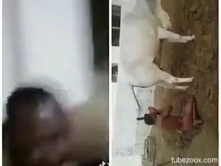 Black guy wants to fuck the cow and plans on his next move