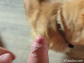 Dog licks man's penis the hard way and makes the man come