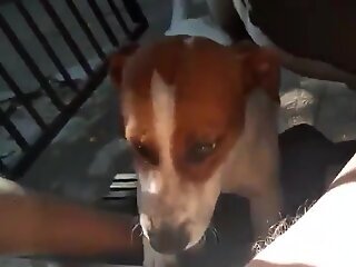 Dogs lick owner's huge penis in outdoor zoophilia XXX scenes
