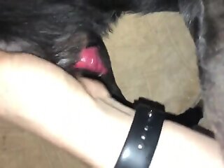 Amateur man plays with the dog's dick in hot wanking scenes