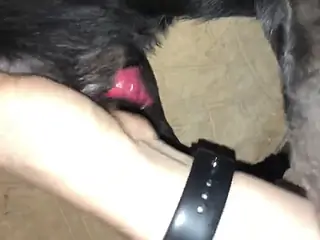 Amateur man plays with the dog's dick in hot wanking scenes