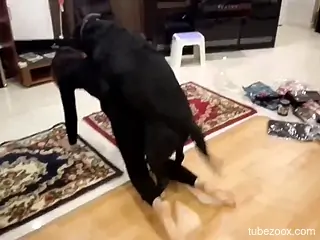 Sexy slut stands in all four and enjoys dog dick in the pussy