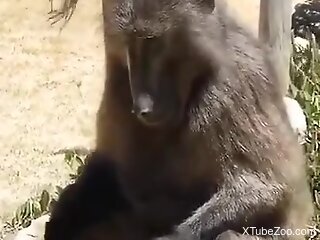 Horny guy craves sex with the monkey in outdoor perversions