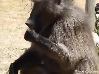 Horny guy craves sex with the monkey in outdoor perversions