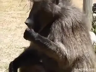Horny guy craves sex with the monkey in outdoor perversions