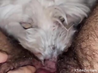 Hairy woman with a big clit experiences first zoophilia moments