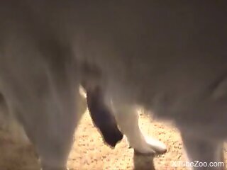 Mature with chubby ass gets fucked by the dog in home scenes
