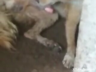 Amateur man loves watching the furry dog licking his balls