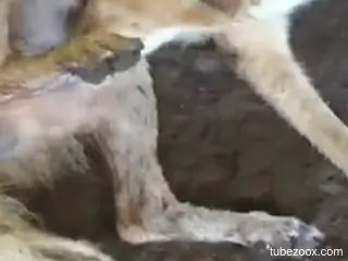 Amateur man loves watching the furry dog licking his balls