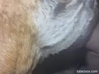 Amateur man fucks the furry dog in the ass and comes on its fur