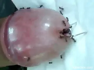 Amateur man feels ants crawling on his dick when her jerks off